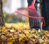 Aplinkosaugininkai pataria kaip tinkamai tvarkyti pernykščius medžių lapus ir nugenėtas šakas