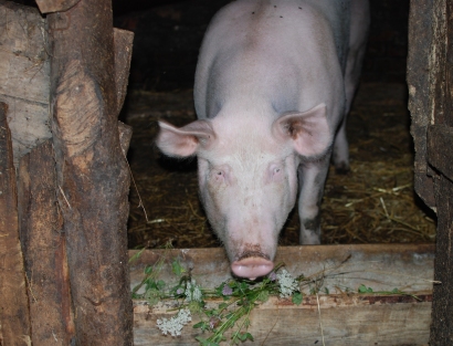Su afrikiniu kiaulių maru ypač sunku kovoti vasarą, todėl ir  stambūs, ir smulkūs kiaulių laikytojai privalo itin griežtai laikytis biologinės saugos reikalavimų.