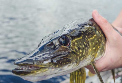 Lydekos – ne vienintelė plėšriųjų žuvų rūšis, kurių išteklių atkūrimu rūpinasi Žuvininkystės tarnyba. Autorių nuotr.