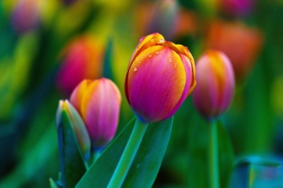 Tulpės © Shutterstock nuotr.