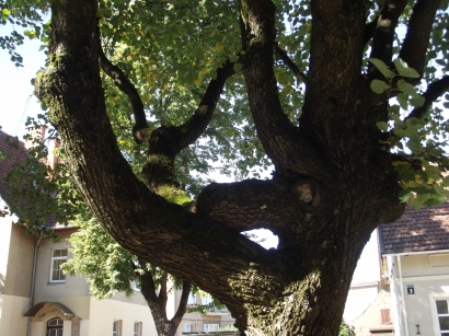 Medžiai Lietuvininkų gatvėje – prastai prižiūrimi, šaknys paveiktos puvinio, todėl šalia jų gali bet kada įvykti nelaimė.