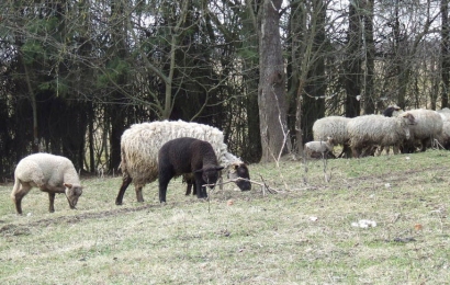 Albino Birbalo ūkyje auga apie 100 avių banda.