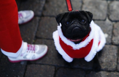 „Reuters“/„Scanpix“ nuotr. / Kalėdų senelio kostiumu aprengtas šuo  