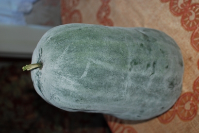 B. Pupšienė artimuosius nustebino išaugintu žieminiu melionu.