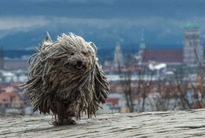  „Scanpix“/AP nuotr. / Šuo 