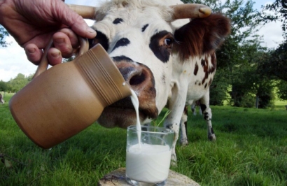 AFP/„Scanpix“ nuotr. / Seime – siūlymas uždrausti nesąžiningą prekybą pienu