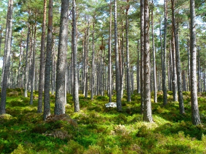 Nuotrauka iš pixabay.com  Kokybiškesnio miško ateitimi reikia pradėti rūpintis kuo anksčiau.