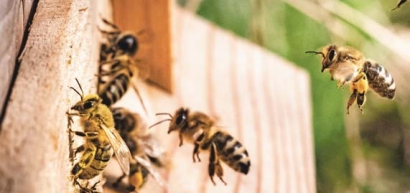 Šalies bitininkai teikia pranešimus apie mirštančias bites.