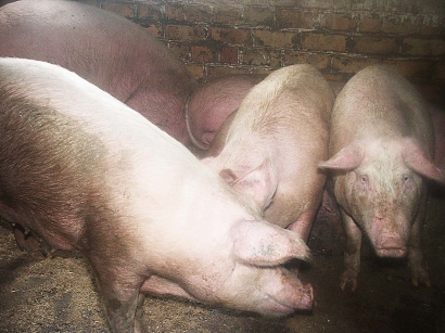 Dariaus Šypalio nuotr.  Užtikrinant biologinę saugą, kiaulės negali būti laikomos lauke.