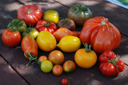 Juknaitiškės N. Vigricienės darže ir šiltnamyje daug įvairiausių spalvų ir formų pomidorų.
