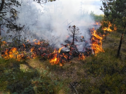 Įtariama, kad miškas Pašiliškių kaime buvo padegtas.