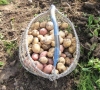 Prastą derlių nuėmę Lietuvos ūkininkai: „Pamirškite pigias bulves“
