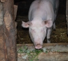 Ūkininkams šerti kiaules teks pagal specialius reikalavimus