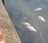 Nugaišusia žuvimi nuklotos abi marių pakrantės