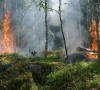 Dalyje Lietuvos miškų – aukščiausio laipsnio miškų gaisringumas