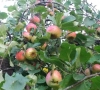 Šalnų ir sausros įtaka obuolių derliui ir kokybei