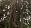 Metų medžiu išrinktas Stelmužės ąžuolas, Pagėgių sav. auganti Raganų eglė – antroje vietoje