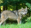 Ministerija siūlo padvigubinti vilkų medžioklės limitą