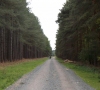 Tyrimas patvirtino, kad miško keliai prižiūrimi ir taisomi tinkamai