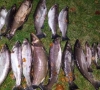 Naktį sulaikytiems brakonieriams gresia baudžiamoji atsakomybė, žala žuvų ištekliams – 42150 eurų