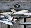 Baltijos jūroje sugaunama vis mažiau žuvų