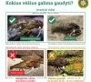 Prasideda vėžiavimo sezonas: ką svarbu žinoti?