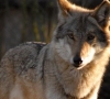 Siūloma per šį medžioklės sezoną leisti sumedžioti 120 vilkų