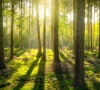 Miško veisimui – beveik 14 mln eurų