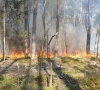Greta Šilutės esantį mišką nusiaubė didžiulis gaisras – degė it parakas