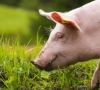 Smulkiesiems kiaulių augintojams – valstybės parama jau nuo kovo pradžios