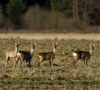 Rudens problema – keliuose susiduriantys automobiliai ir žvėrys