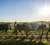 Suvilioti geresnių kainų šalies pienininkai pieną parduoda Lenkijai