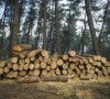 Seime pristatyti Aplinkos ministerijos siūlymai dėl miško kirtimų ribojimo