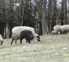 Vainutiškio maitintojos ir džiaugsmas: avių banda