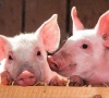 Priminimas laikantiems kiaules – gyvūnų ženklinimas ir registracija privalomi
