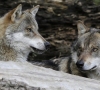 Siūlo stabdyti vilkų apskaitą