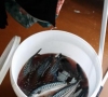 Šilutėje išaiškintas nelegalus žuvų cechas