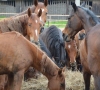 Informacija arklių savininkams ir laikytojams