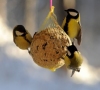Besiruošiantiems lesinti paukščius gamtininkai primena penkias taisykles
