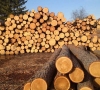 Šiemet už parduotą medieną valstybė gavo daugiau pajamų