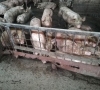 Kiaulių laikytojui – sankcijos už piktybišką teisės aktų reikalavimų nesilaikymą