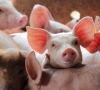 Lenkijos ūkiuose nustatyti dar trys afrikinio kiaulių maro protrūkiai