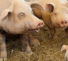 Kiaulių augintojai gali lengviau atsipūsti: sumažėjo draudimų