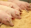 Veislinių kiaulių laikytojai jas ženklinti galės ir patys