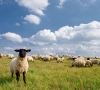 Apsaugos priemonės ūkininkams: ir avis sveika, ir vilkas sotus