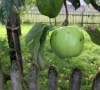 Lietuviškų veislių vaisiai ir uogos mums sveikesni nei užsieninių