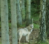 Siūloma per būsimą medžioklės sezoną leisti sumedžioti 175 vilkus