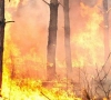 Dėl padegtos senos žolės – net dešimt miško gaisrų per dvi dienas