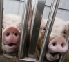 Europos Sąjunga finansine parama gelbės kiaulių ūkius