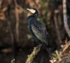Šiemet suskaičiuota daugiau kaip 9 tūkst. didžiųjų kormoranų porų